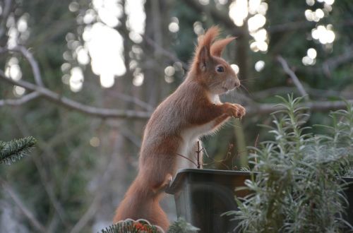 squirrel animals nature