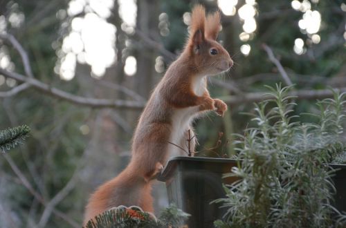 squirrel animals nature