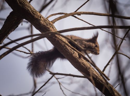 squirrel animal nature