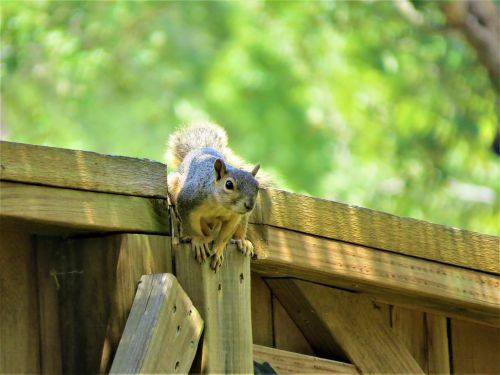 squirrel fence brown