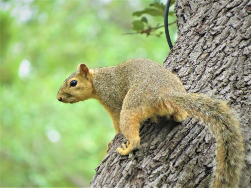 squirrel tree brown