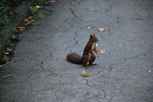 squirrel brown wild