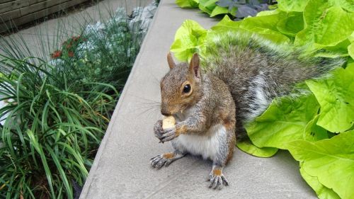 squirrel eating peanut