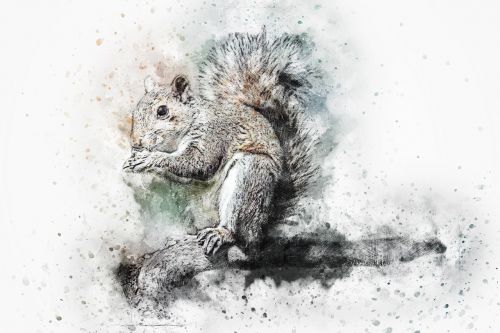 squirrel animal art