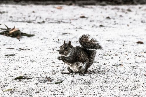 squirrel animal eating