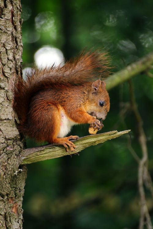 squirrel animal eating