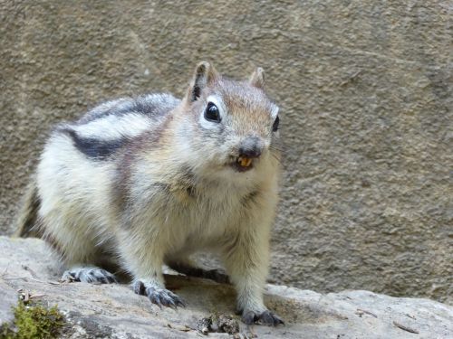 squirrel animal cute