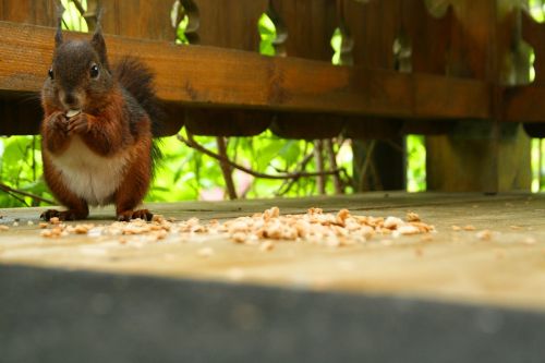 squirrel nature rodent