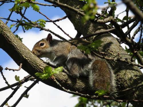 squirrel nature animal