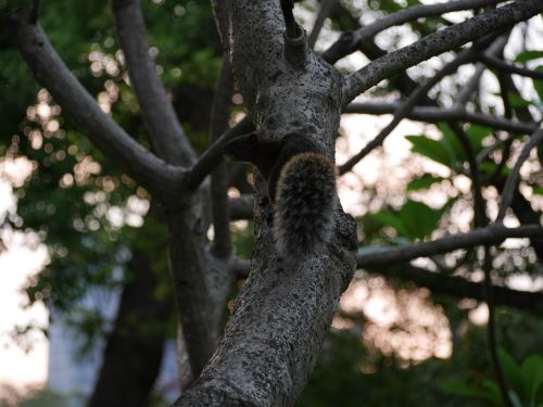 squirrel tree park