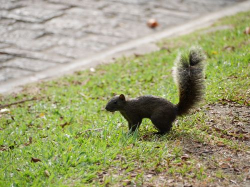 squirrel park fluffy