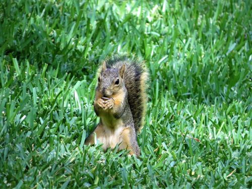 squirrel wildlife brown