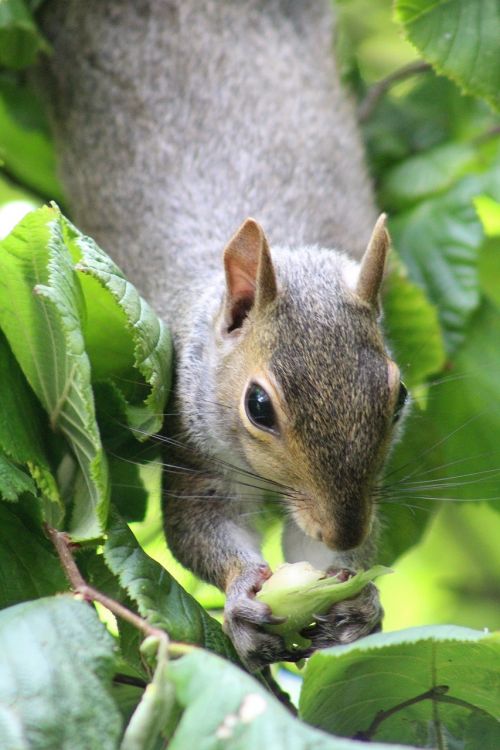 squirrel animal nature