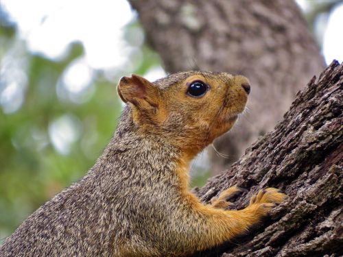 squirrel wildlife brown