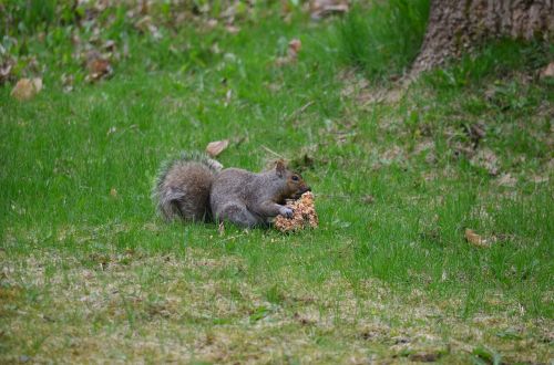squirrel eating mammal