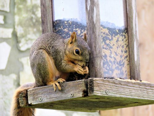 squirrel wildlife brown