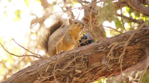 squirrel eating avocado