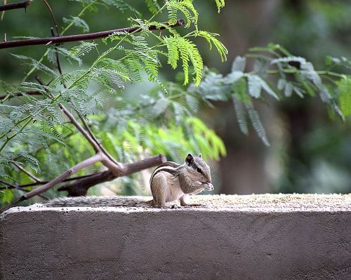 squirrel animal nature