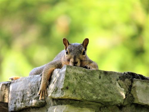 squirrel cute brown and gray