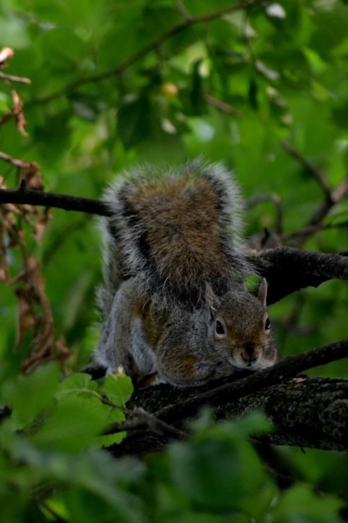 squirrel nature tree