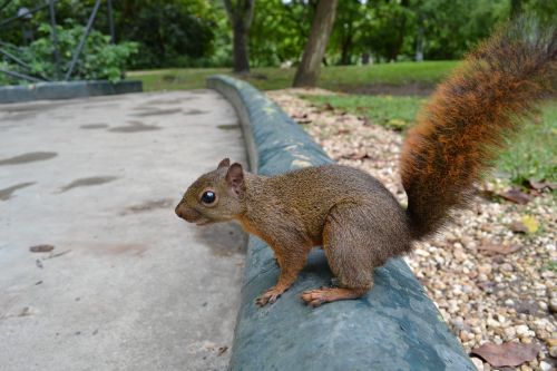 squirrel nature natural