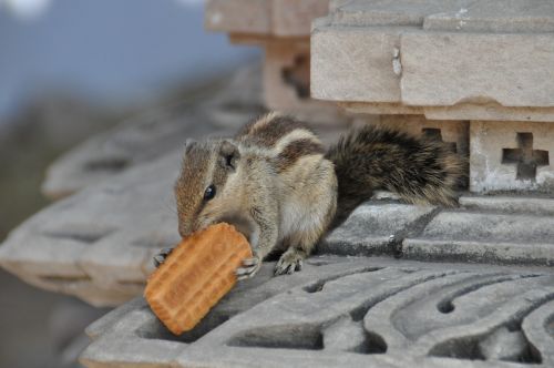 squirrel eating bu