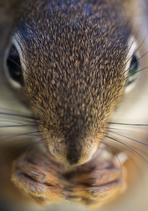 squirrel macro face