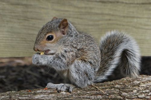 squirrel squirrel eating wildlife
