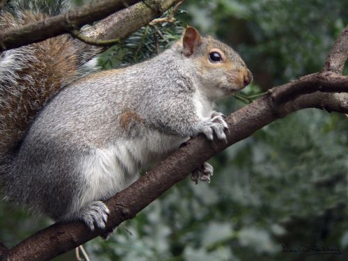 squirrel red wildlife