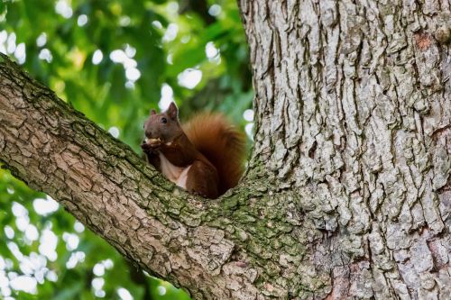 squirrel tree aesthetic