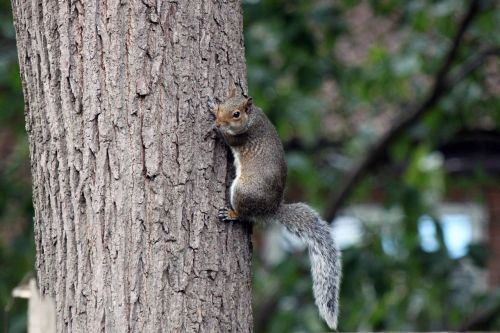 squirrel tree bark