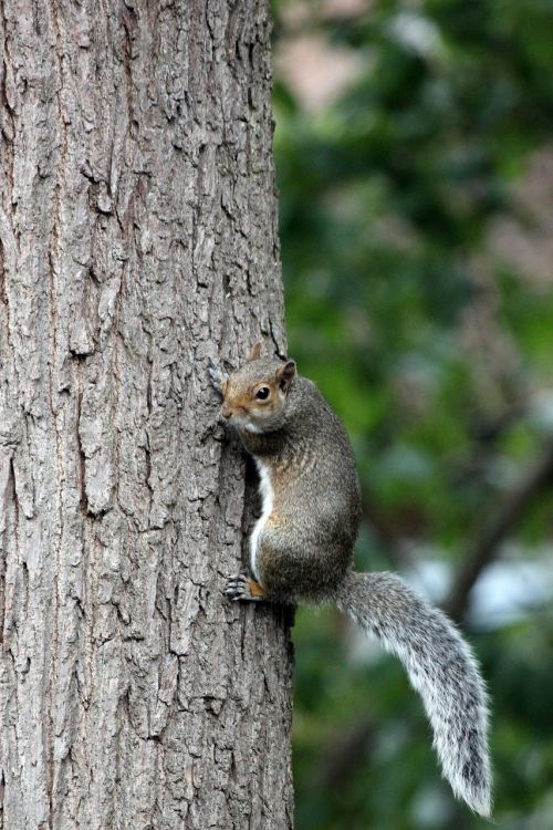 squirrel tree bark