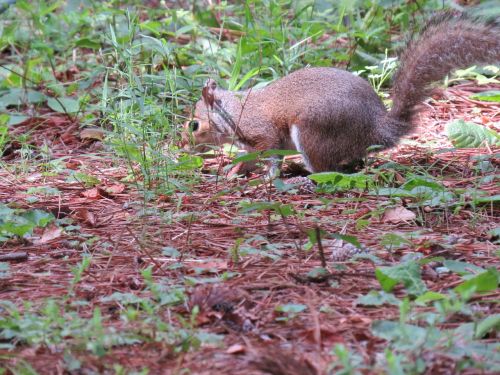 squirrel animal summer