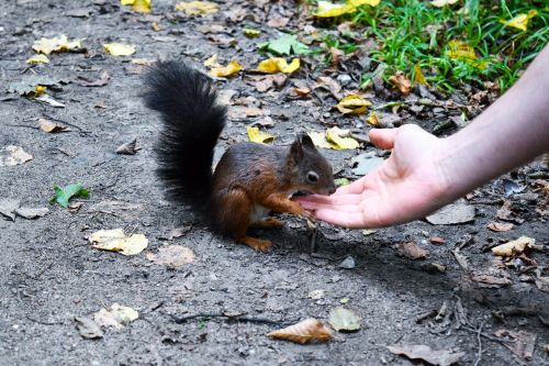 squirrel autumn croissant