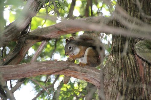 squirrel wildlife nature