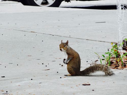 squirrel rodent animal