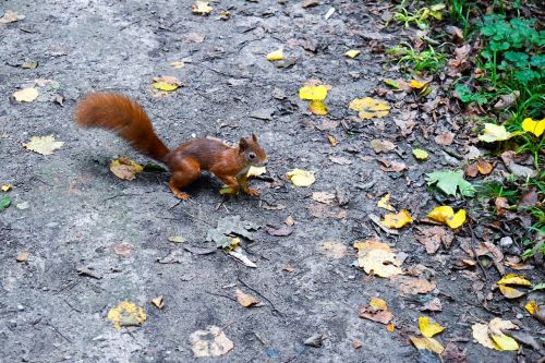 squirrel forest leaves