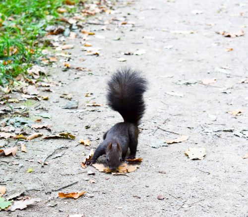 squirrel forest leaves