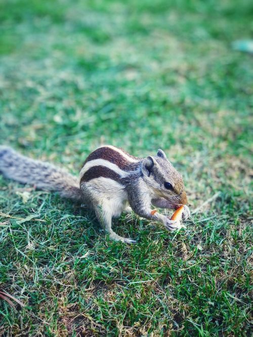 squirrel nature cute