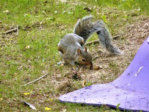 squirrel nature animal