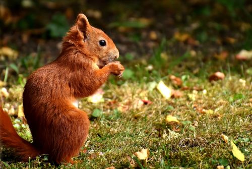 squirrel cute animal