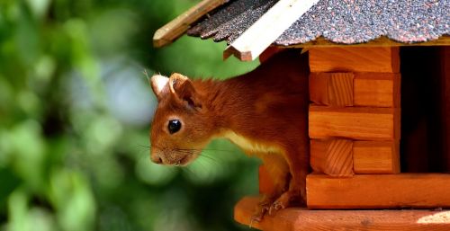 squirrel cute animal