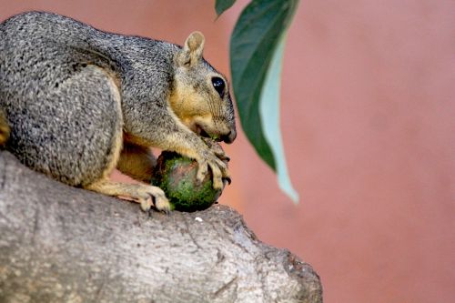 squirrel squirrel eating avocado