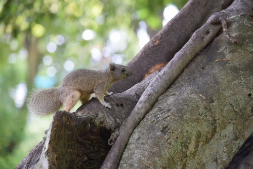 squirrel park training ruffled feathers