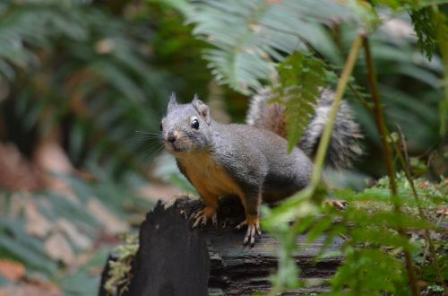 squirrel british columbia canada