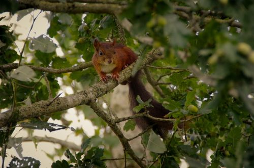 squirrel nature animal