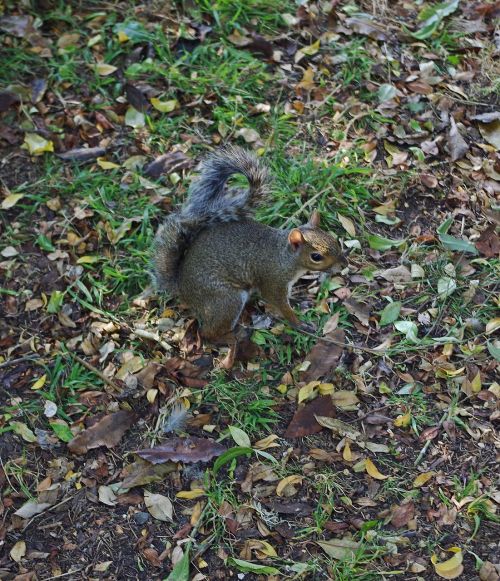 squirrel animal nature