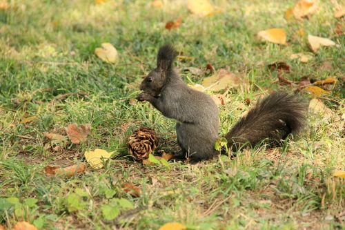 squirrel animal echinacea