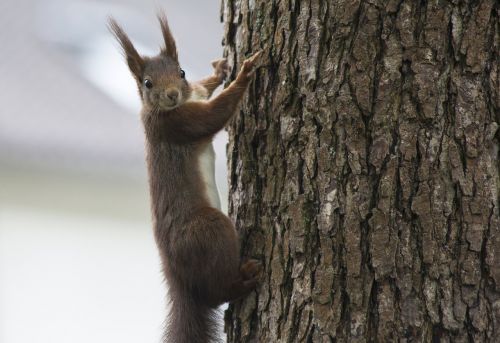 squirrel animal nature