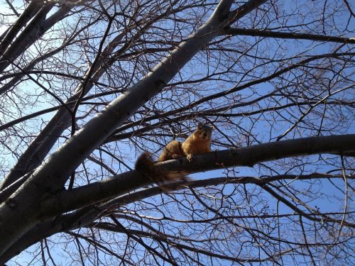 squirrel animal climb